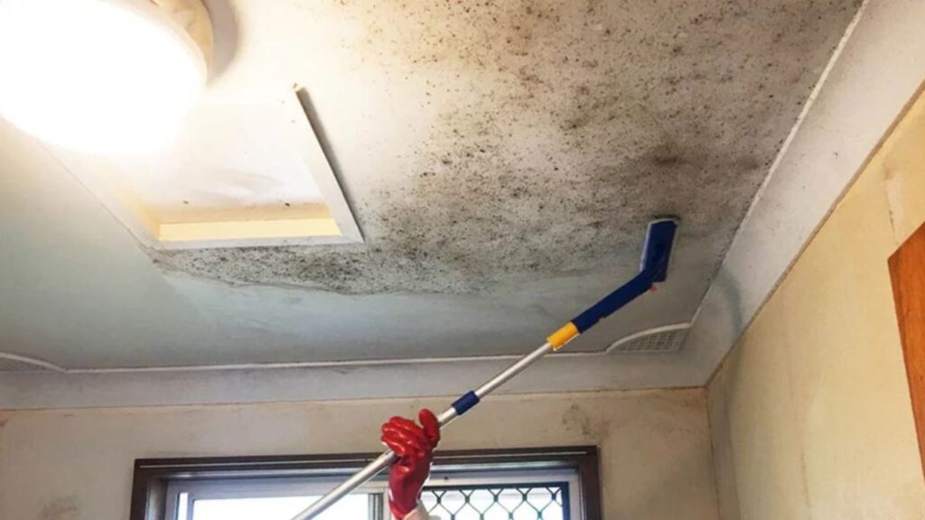 bathroom mould