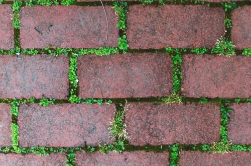 moss on bricks
