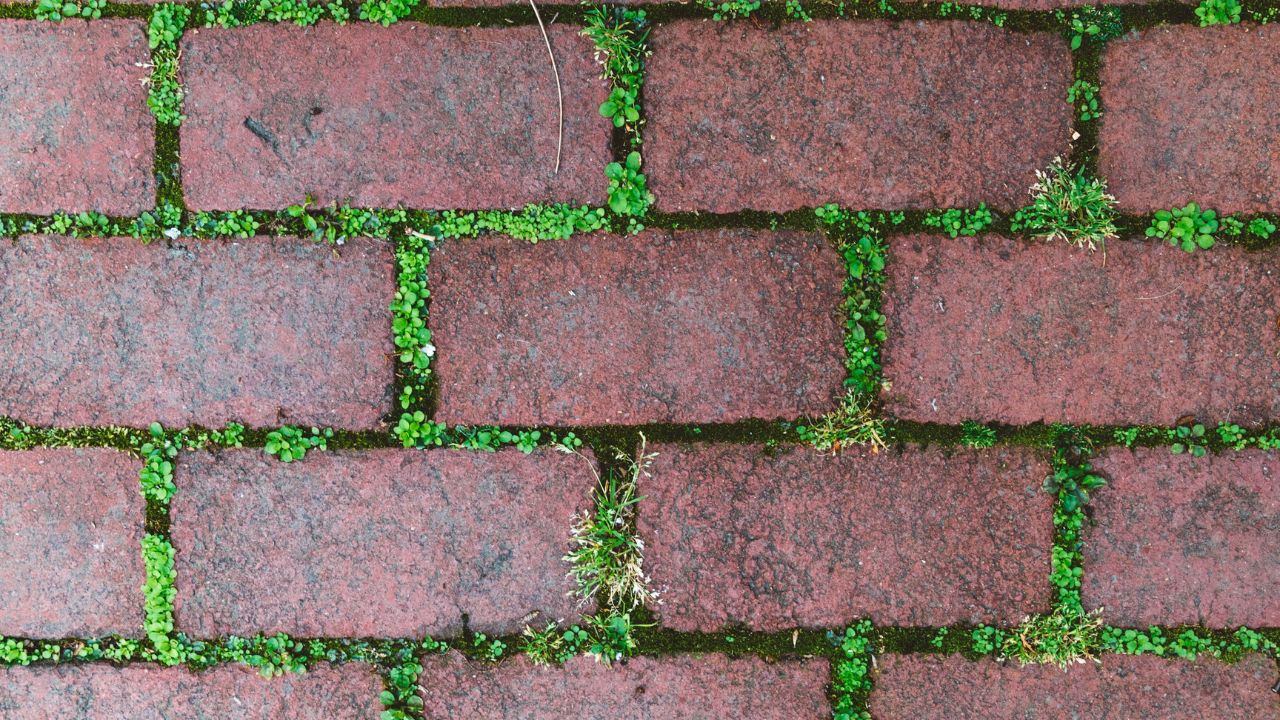 moss on bricks