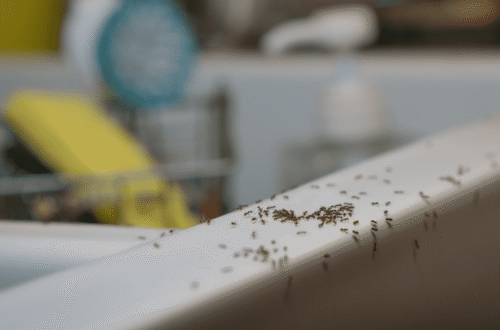how to get rid of ants in kitchen