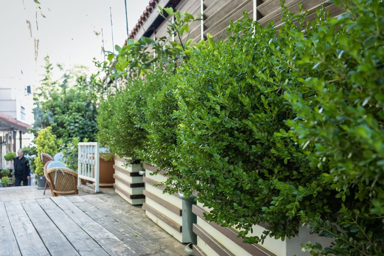Terrace Garden Ideas